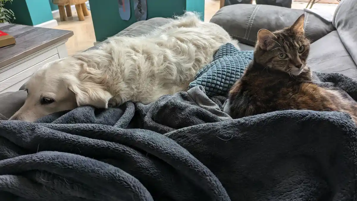A fluffy white dog sleeps soundly on a dark grey blanket on a couch, while a tabby cat sits upright beside it, staring…