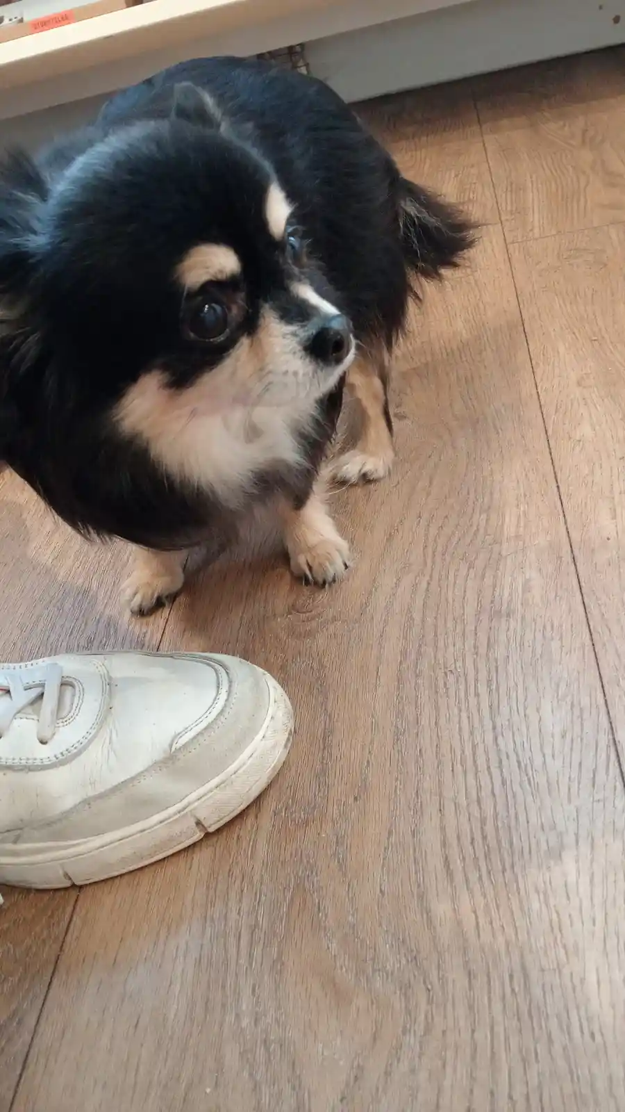 A small black and tan dog with large, pleading eyes looks up at the camera from a wooden floor, positioned near a white…