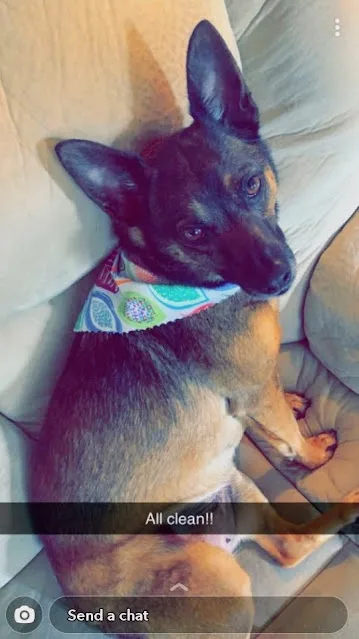 A black and tan dog wearing a colorful patterned bandana sits on a light-colored couch, looking slightly to the side. The…