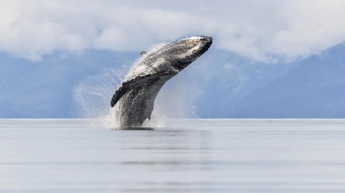 A humpback whale breaches dramatically out of calm ocean water, its body arched high with water spraying around it, against…
