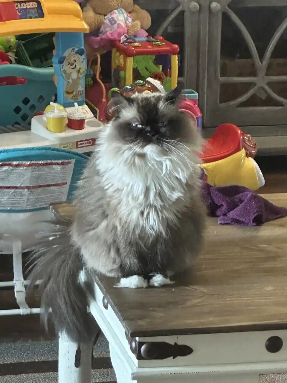 Just a Cat Being Cute