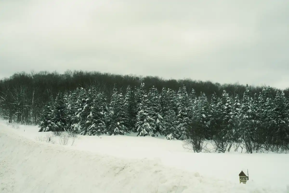 Serene Snow-Covered Trees Along the Road