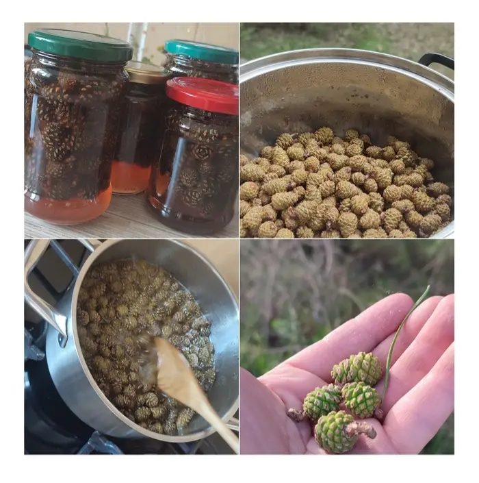 Have You Ever Tried Pinecone Jam?