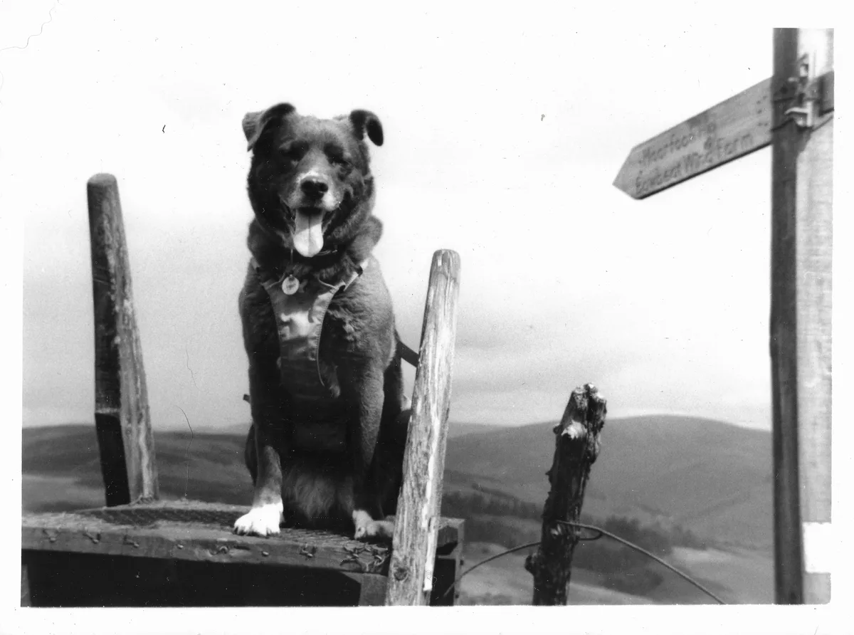 A black and white photo shows a dog sitting atop a wooden structure, wearing a harness, with its tongue out and looking…