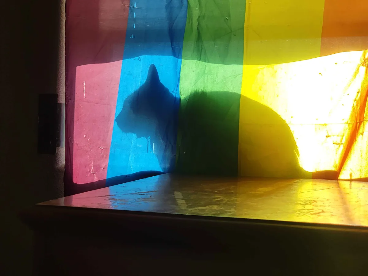A cat's silhouette is visible through a rainbow-colored flag, with each stripe casting a different hue on the animal's form…