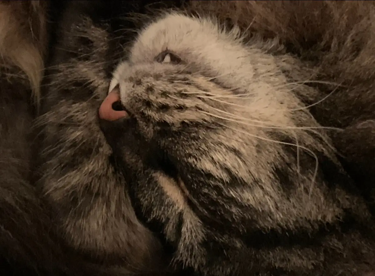 A close-up photo of a fluffy gray and white cat with its eyes half-closed, appearing very sleepy or uninterested, with the…