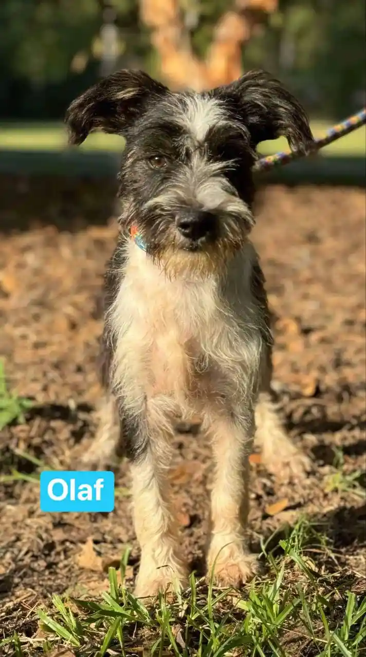 A scruffy black-and-white dog with floppy ears and a colorful collar stands on dirt and grass outdoors, looking directly at…