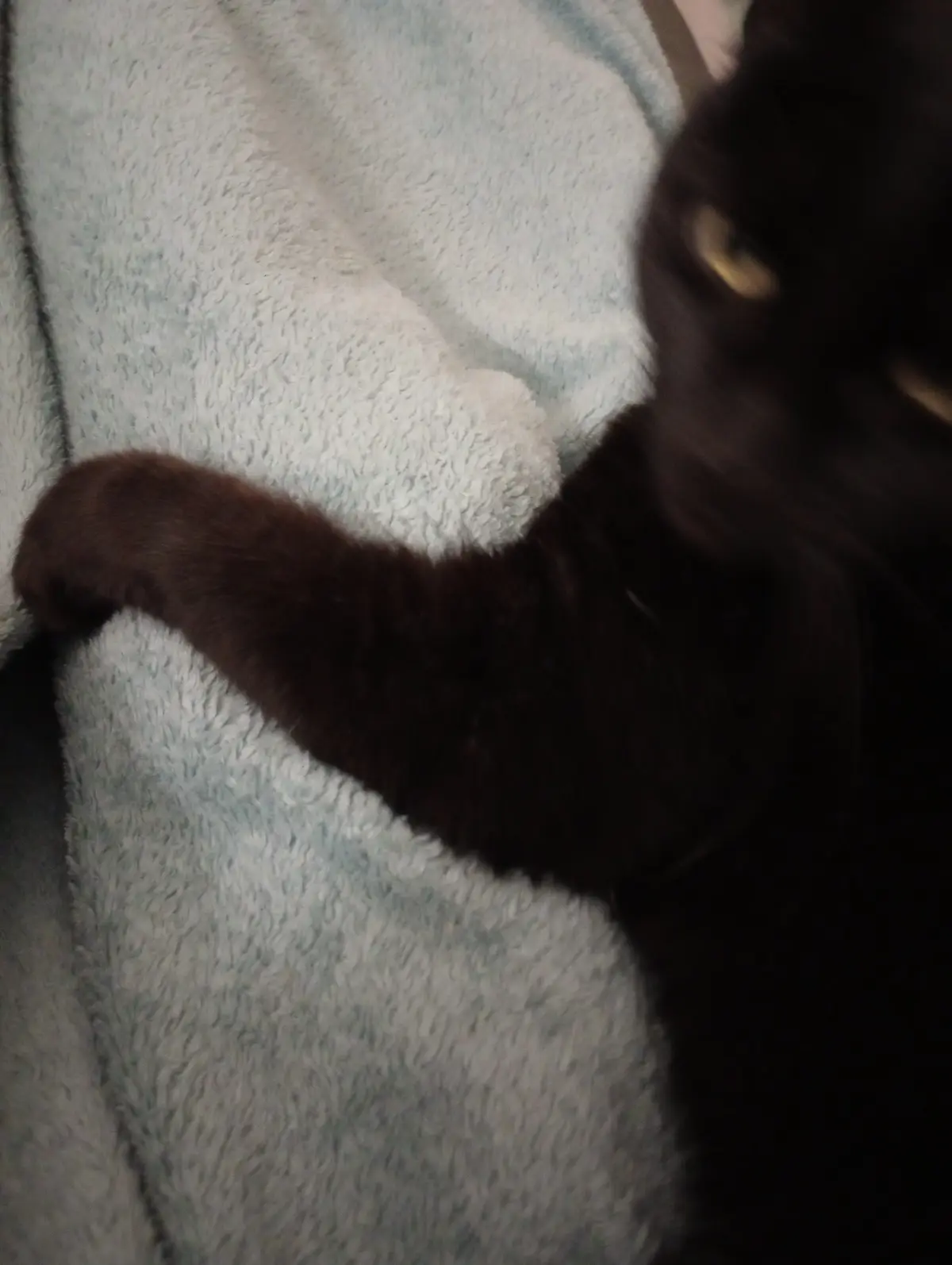 A close-up photo shows a black cat's paw resting on a light blue fluffy blanket, with the cat's face partially visible in…