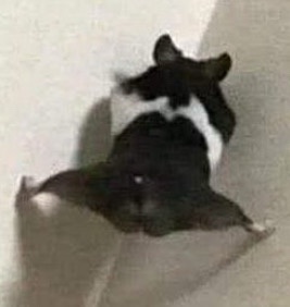 A black and white dog is lying on its back on a light-colored floor, legs splayed out, appearing relaxed or lazy. The image…