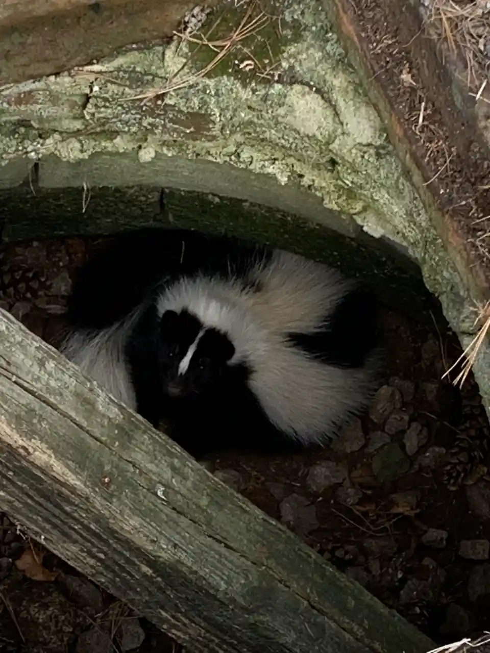 A black-and-white striped skunk is peeking out from a dark, mossy hole in a wooden structure, looking directly at the…