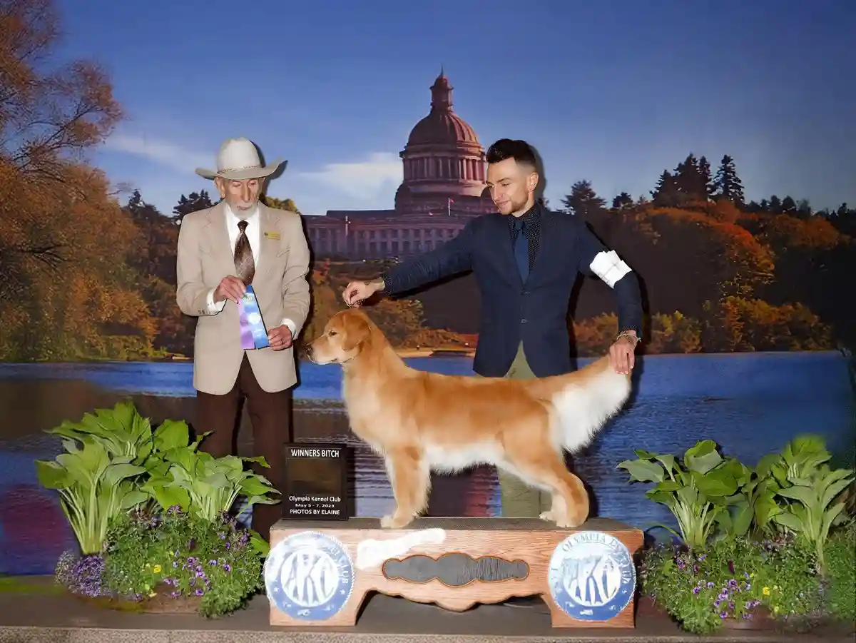 A golden retriever stands proudly on a dog show bench, flanked by two men in suits. One man, wearing a cowboy hat, holds a…