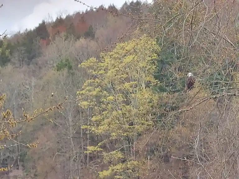 A bald eagle perches on a tree branch in a forest with autumn foliage, while another eagle is visible in the distance. The…