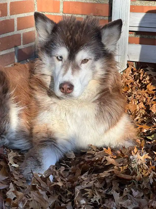 Remembering Her: She Passed Away Last Night