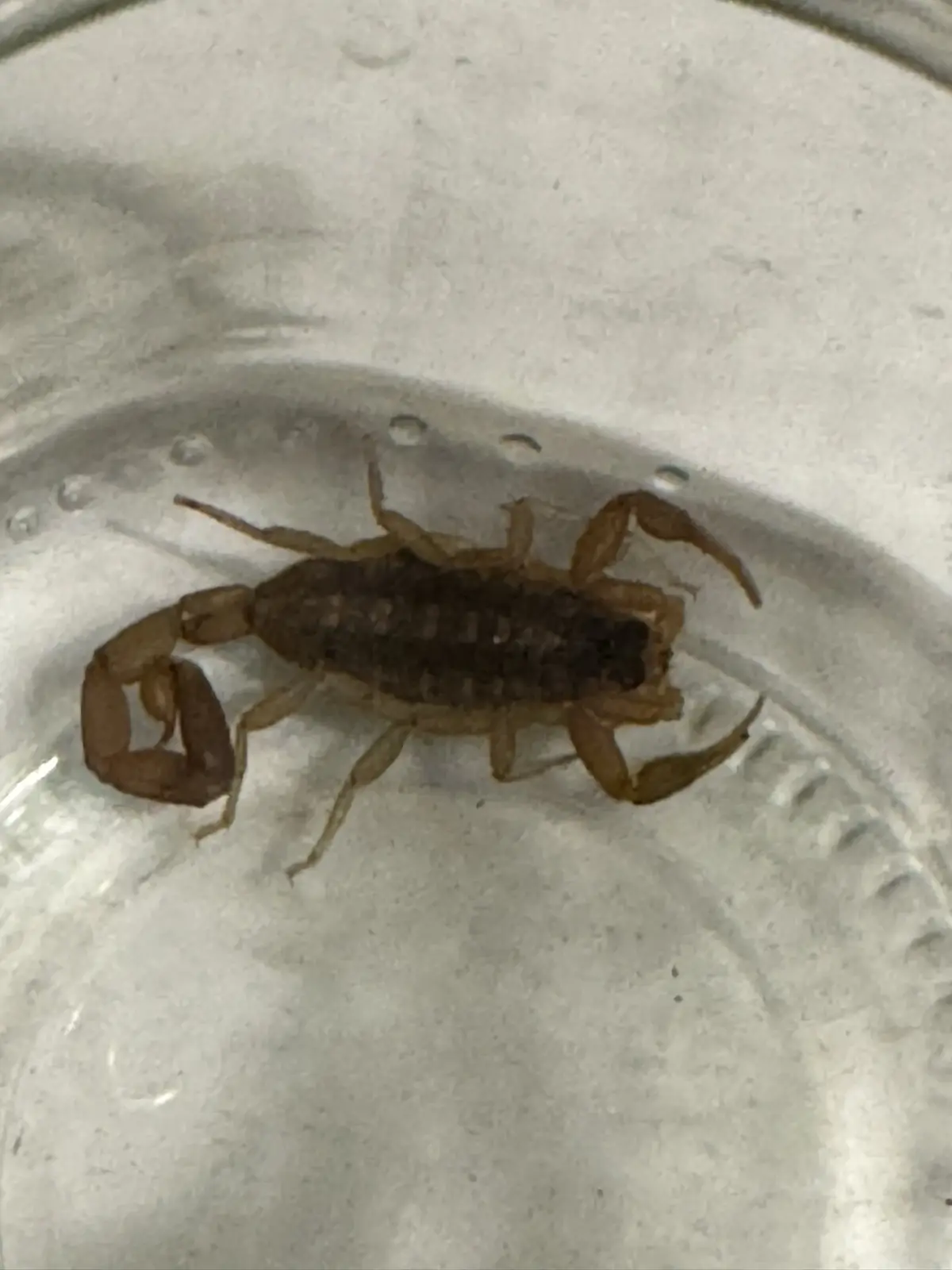The Scorpion's First Day at PreK: A New Adventure