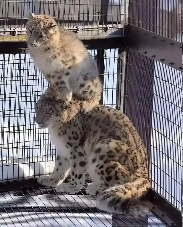 Two snow leopards are pictured inside a metal cage, with one sitting atop the other's back. The top leopard looks forward…