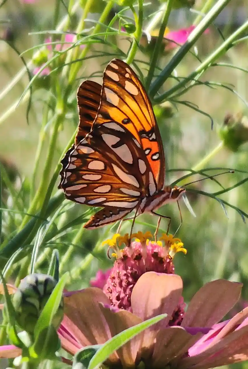 A close-up photo shows an orange and black butterfly with white spots perched on a pink flower with yellow stamens…