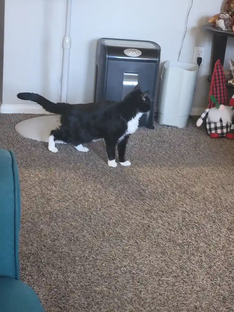 Daily Dose of Cat Cuteness #1289