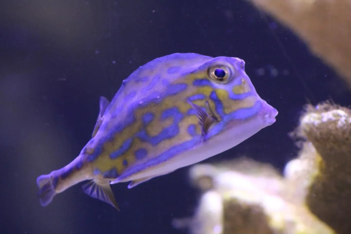 A close-up photo of a colorful boxfish with blue and yellow patterns swimming in an aquarium, overlaid with the text 'i'm…