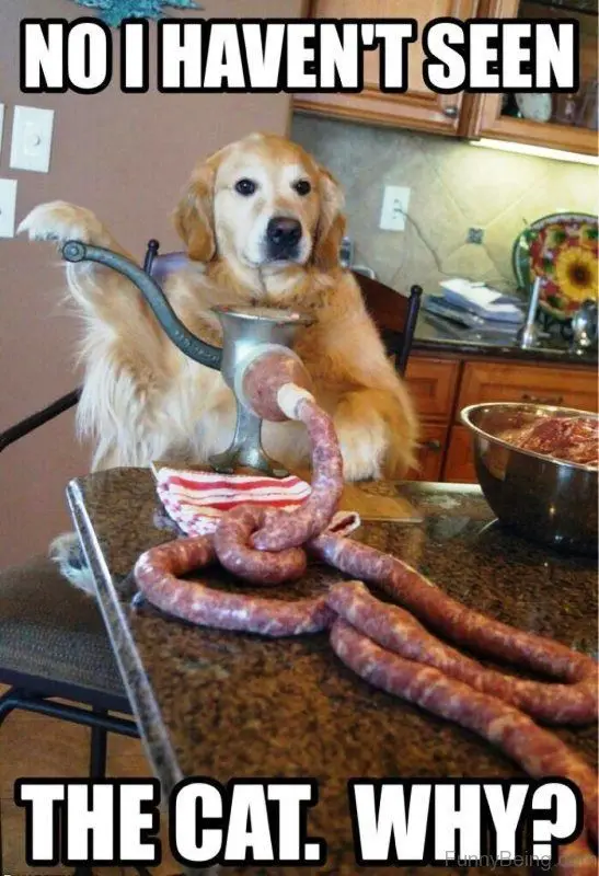 A golden retriever sits at a kitchen counter, holding a meat grinder with a sausage extruding from it, surrounded by coiled…
