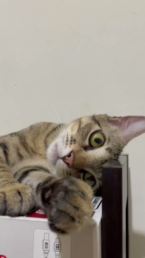 A tabby cat with wide, startled green eyes lies on a white box, one paw dangling over the edge, looking directly at the…