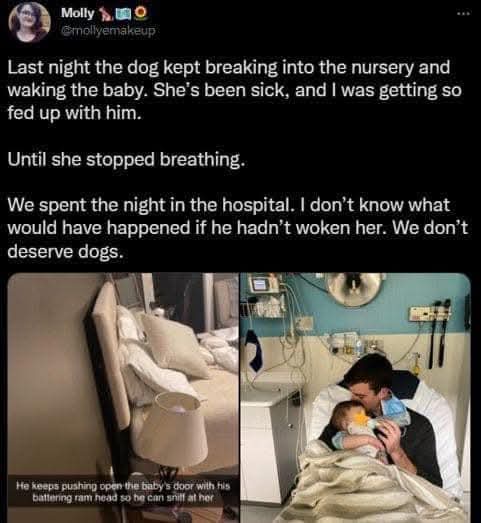 Always Trust Your Dog: They Can Sense Things! Kudos to This Canine Hero!