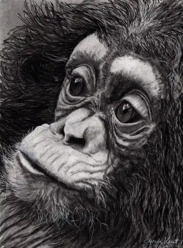 A highly detailed black-and-white charcoal drawing of a young monkey with large, expressive eyes and a furrowed brow…