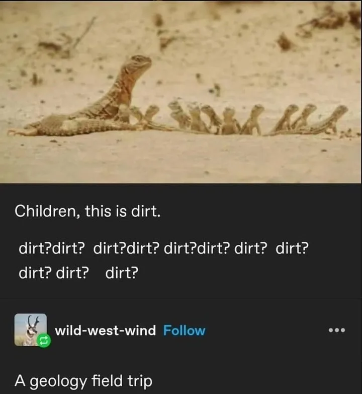 An adult lizard lies on sandy ground while a line of smaller lizards behind it all look up at it. Overlaid text reads…
