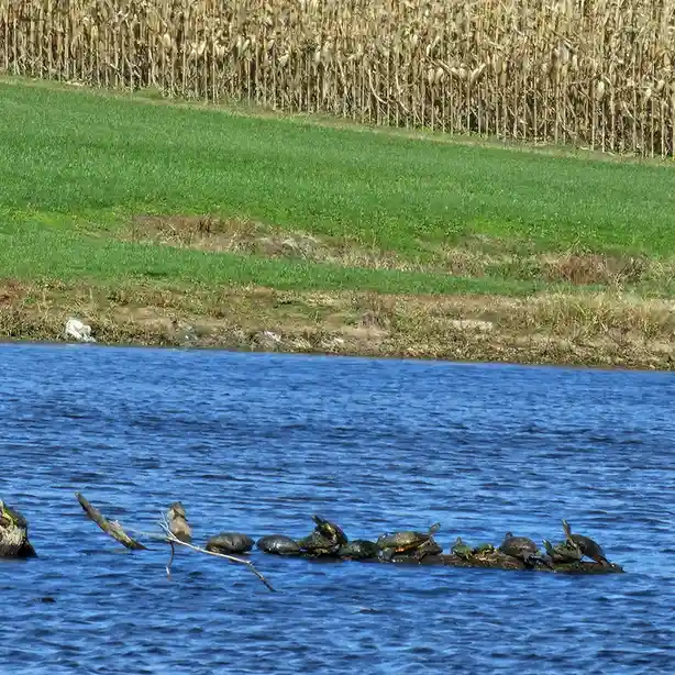 Is this Turtle Island?