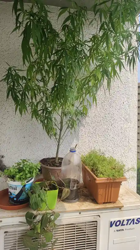 A large cannabis plant with characteristic serrated leaves sits in a brown pot on top of a Voltas air conditioner…