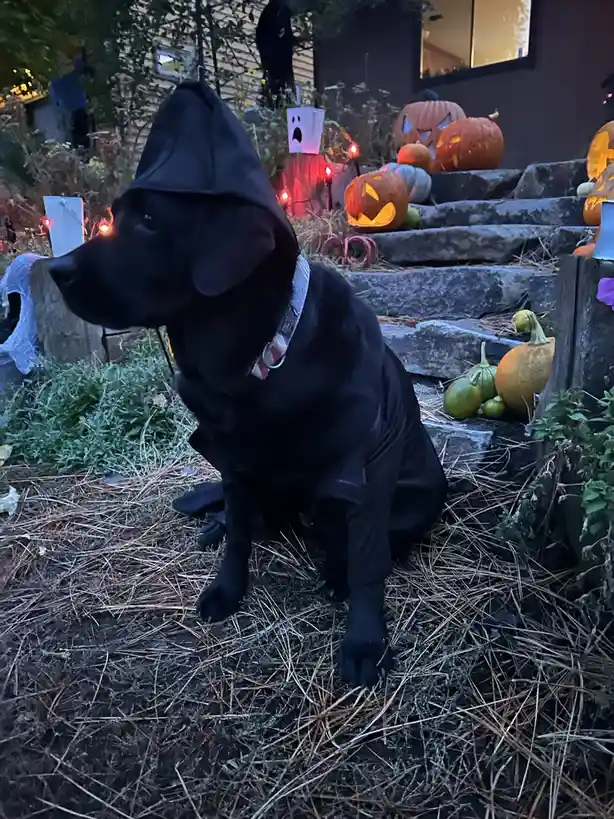 A black Labrador sits outdoors on pine needles in front of Halloween decorations, wearing a full black hooded costume that…