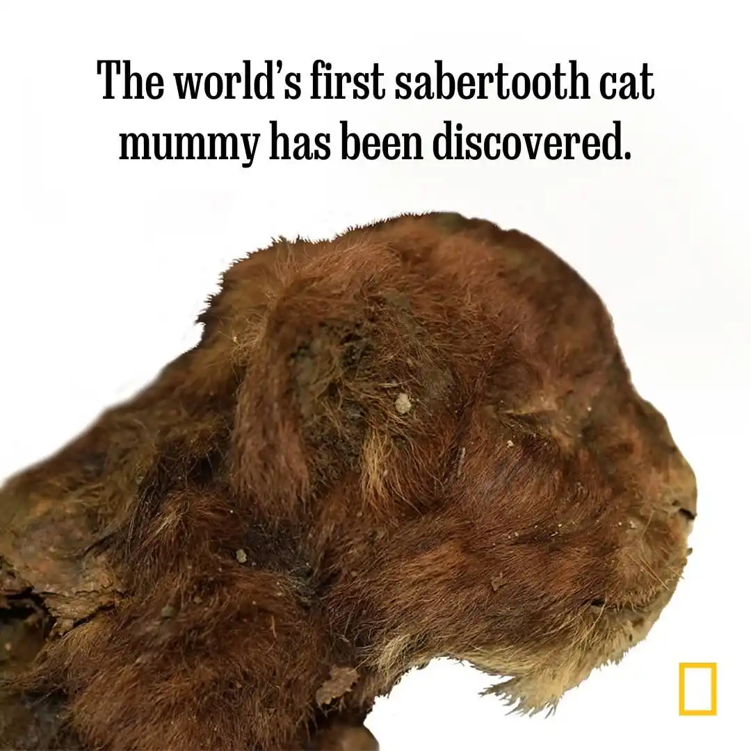 A close-up image shows a preserved, mummified animal with brown, shaggy fur and a visible ear, resembling a cat. The text…