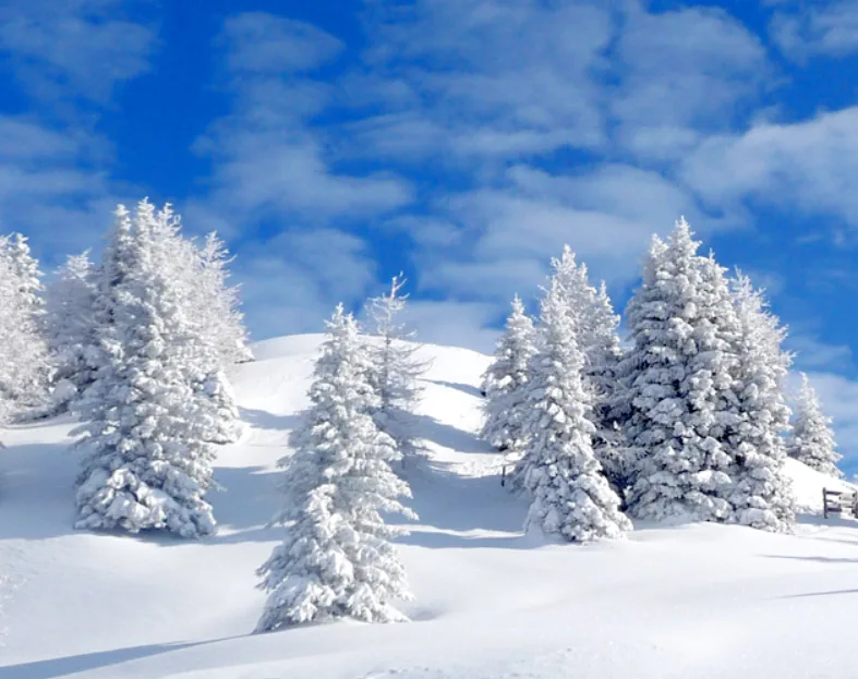 Embracing the Chill of Winter