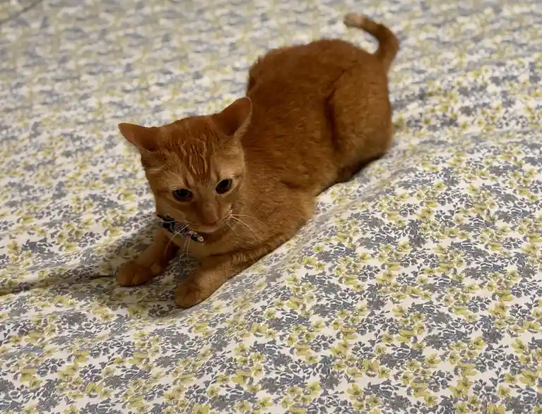 Caught in the Act: Cat Shenanigans