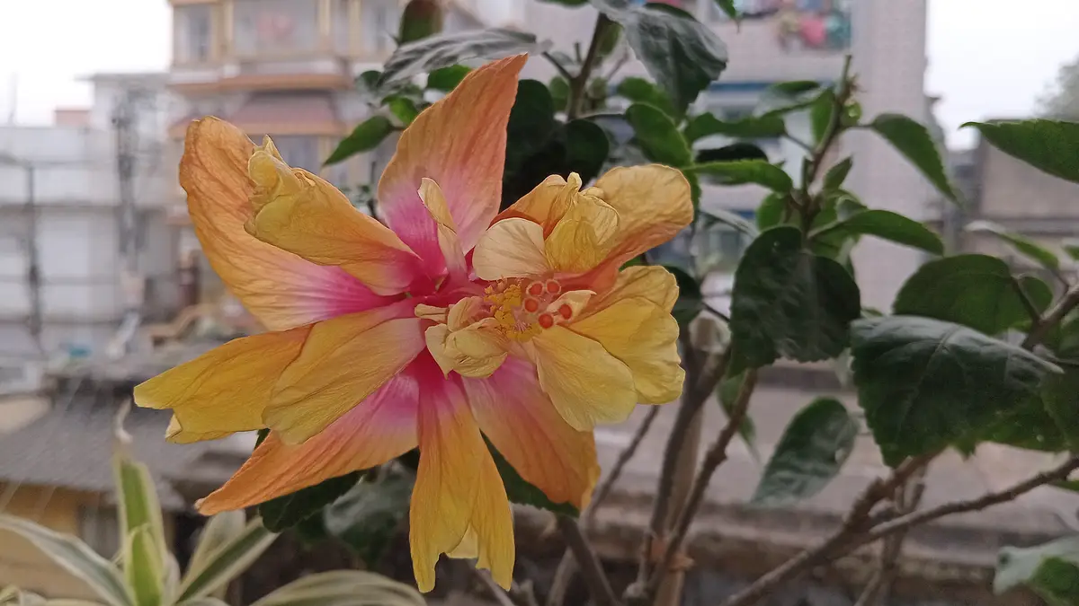 A close-up photo of a wilting hibiscus flower with yellow and pink petals, set against green leaves and a blurred urban…