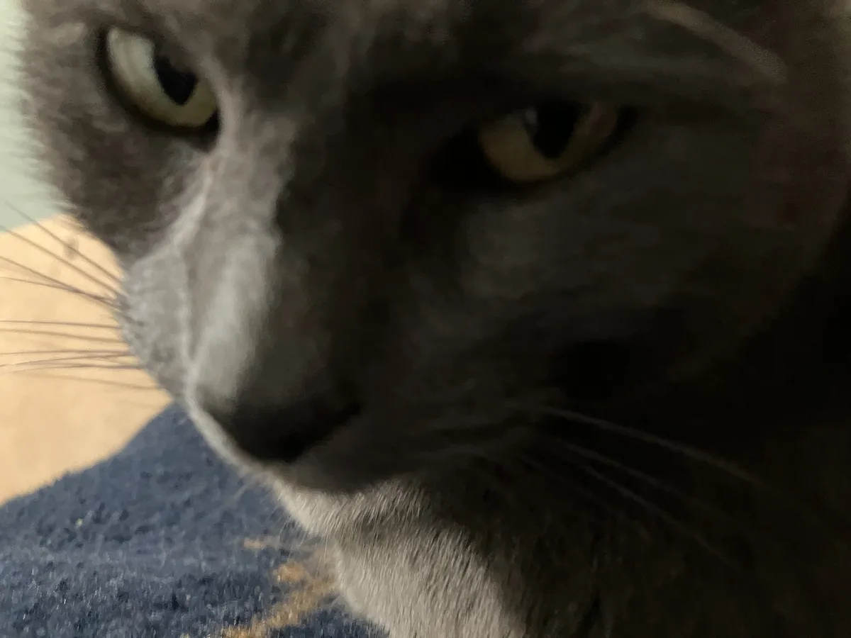 A close-up photo of a gray cat with yellow eyes looking intensely at the camera, resting on a blue textured surface. The…