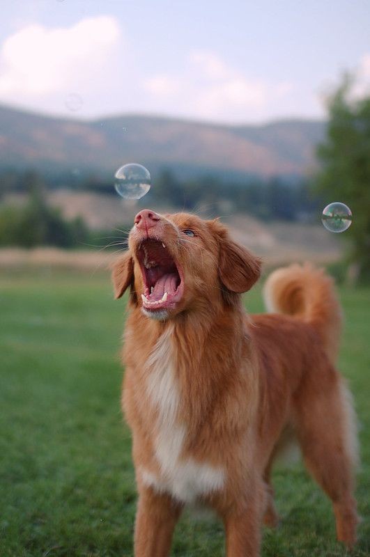 A fluffy reddish-brown dog with a white chest stands in a grassy field, mouth wide open as if barking or yawning, with two…