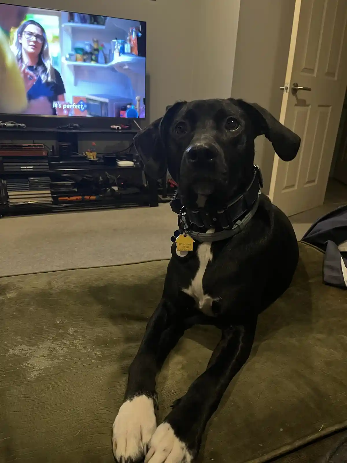 When Your Pet Isn't a Fan of Daylight Saving Time