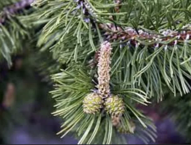 A close-up photo of a pine tree branch with green needles, a developing male cone, and two small female pine cones. Overlaid…