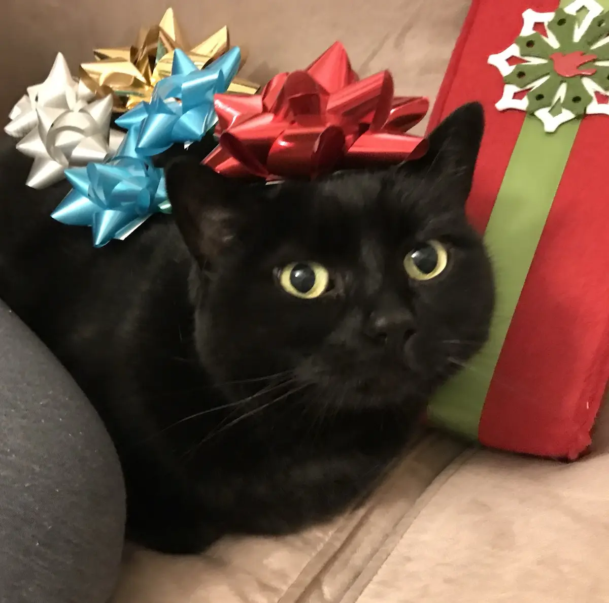 Sending Warm Christmas Wishes from Victoria!