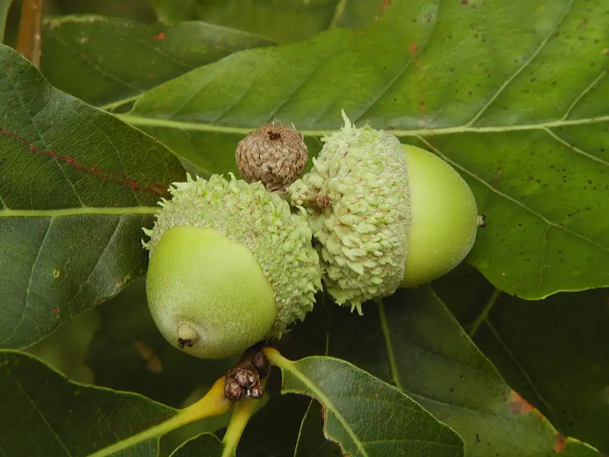 A close-up photo shows three green acorns on a branch with large green leaves; one acorn is fully formed, another is…