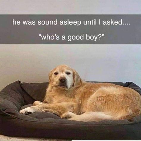 A golden retriever is lying asleep on a dark-colored dog bed, looking drowsy and slightly annoyed. The image has text…