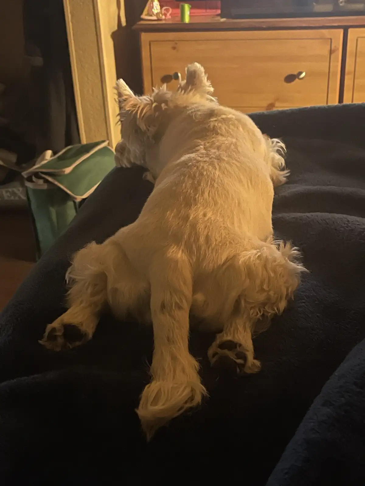 A small, fluffy, light-colored dog is lying on its back on a dark blanket, legs splayed out, appearing to be resting or…