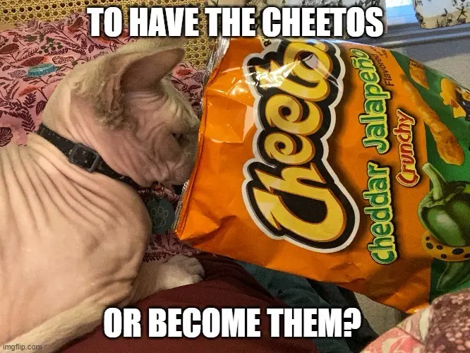 A hairless cat with a black collar is lying next to a large bag of Cheetos Cheddar Jalapeño Crunchy flavor. The cat appears…