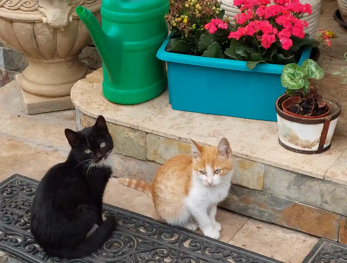 Two cats, one black with green eyes and one orange-and-white, sit side by side on a tiled porch near a decorative mat…