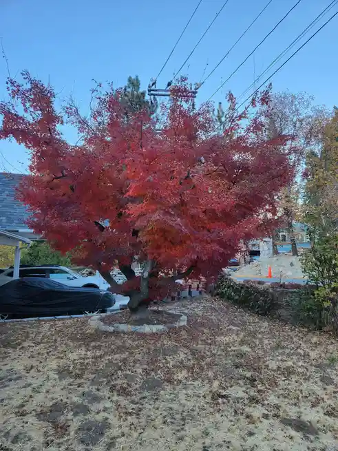 Our Japanese Maple in Full Splendor Before Its Winter Slumber