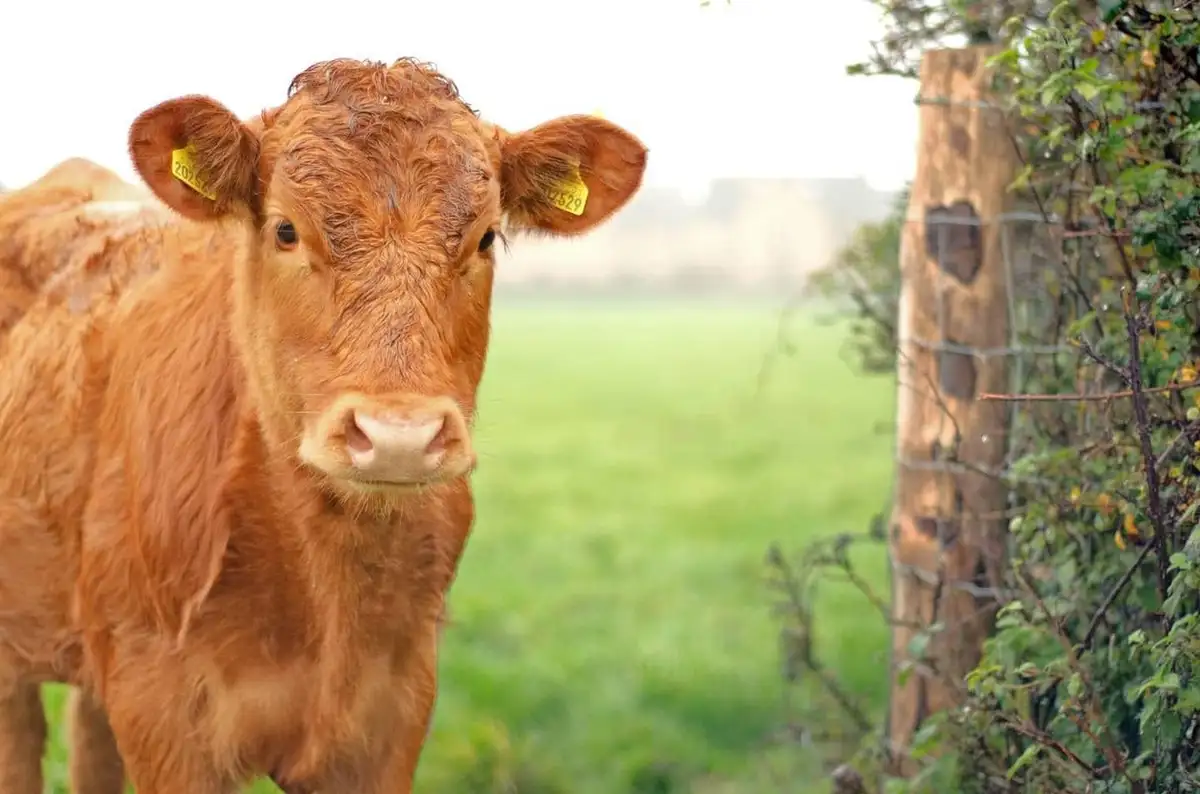 Just a cow being a cow