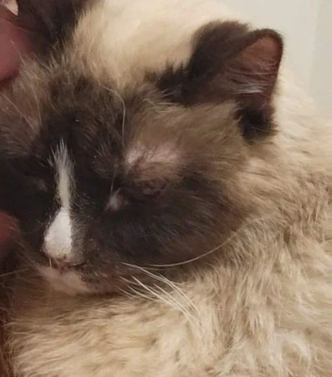 a close-up photo of a fluffy, long-haired cat with dark points on its ears and face, eyes half-closed as if sleeping or…