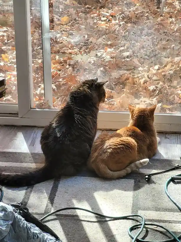 My Secret Life as a Chipmunk Feeder...