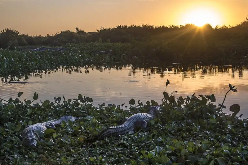 A breathtaking view of Pantanal by André Dib