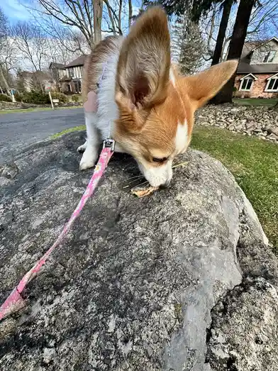A tan and white corgi with large ears is standing on a large gray rock outdoors, sniffing a small piece of debris. The dog…